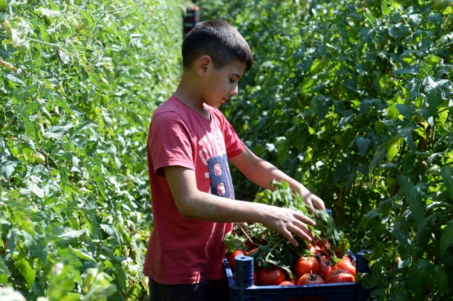 Üretimi başlayan Tokat domatesi bugün 54 ilde sofraları lezzetlendiriyor