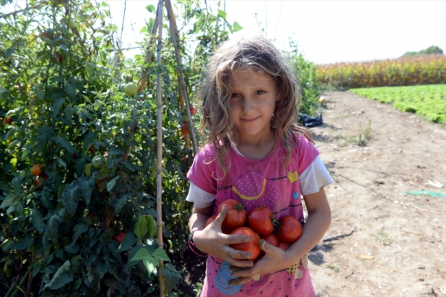 Üretimi başlayan Tokat domatesi bugün 54 ilde sofraları lezzetlendiriyor