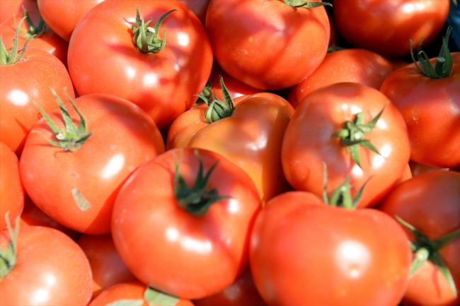 Üretimi başlayan Tokat domatesi bugün 54 ilde sofraları lezzetlendiriyor