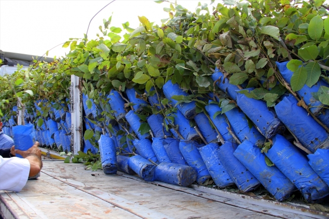 Bingöl'de çiftçilere 6 bin 500 adet ceviz fidanı dağıtıldı