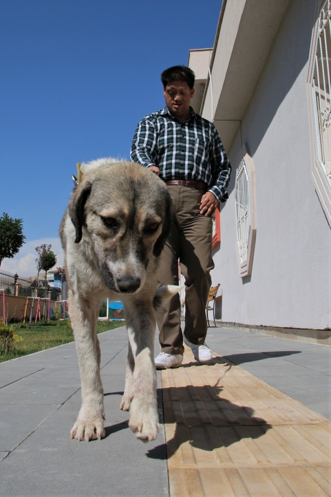 Ölüme terk edilen köpek görme engellilere rehberlik yapıyor