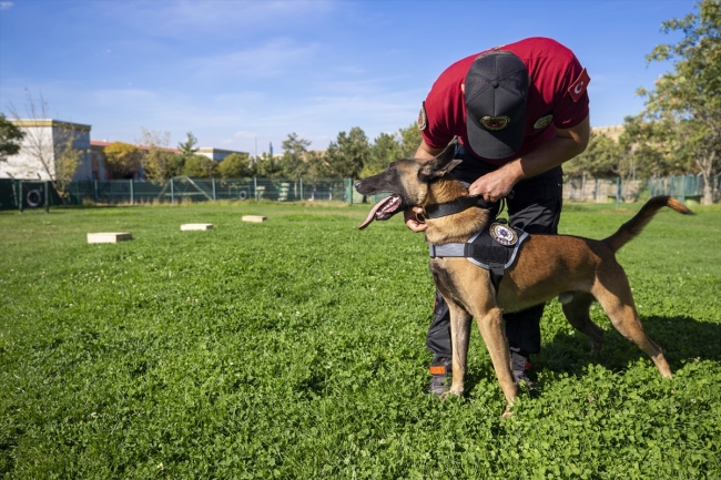 Polisin "sağ kolu" görev köpekleri