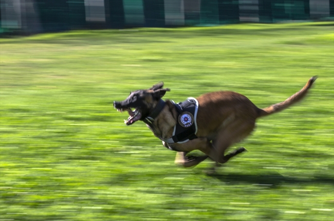 Polisin "sağ kolu" görev köpekleri