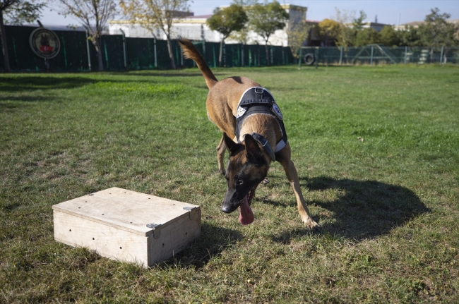 Polisin "sağ kolu" görev köpekleri