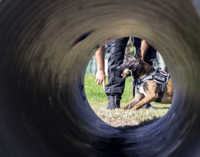 Polisin "sağ kolu" görev köpekleri