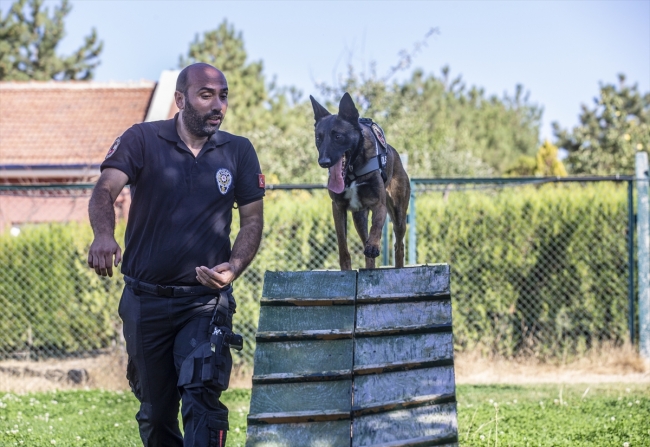 Polisin "sağ kolu" görev köpekleri