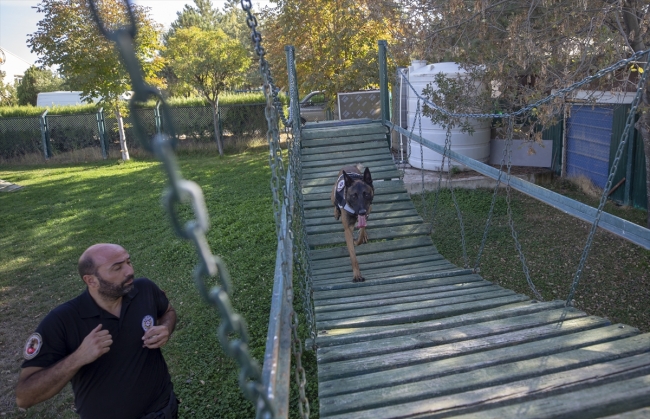 Polisin "sağ kolu" görev köpekleri