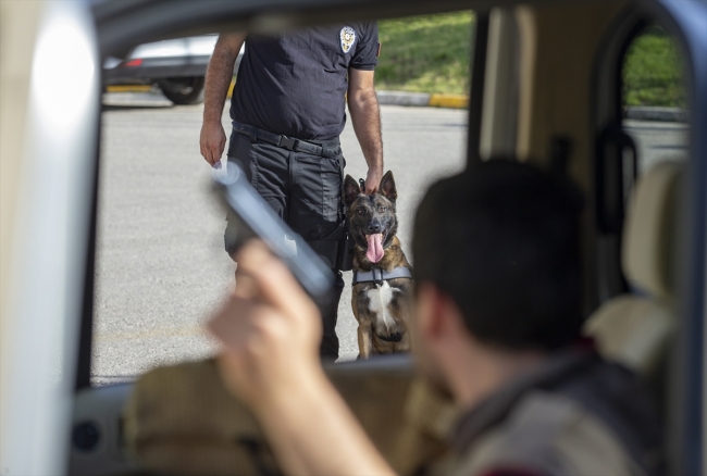 Polisin "sağ kolu" görev köpekleri