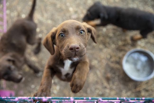 Polisin "sağ kolu" görev köpekleri