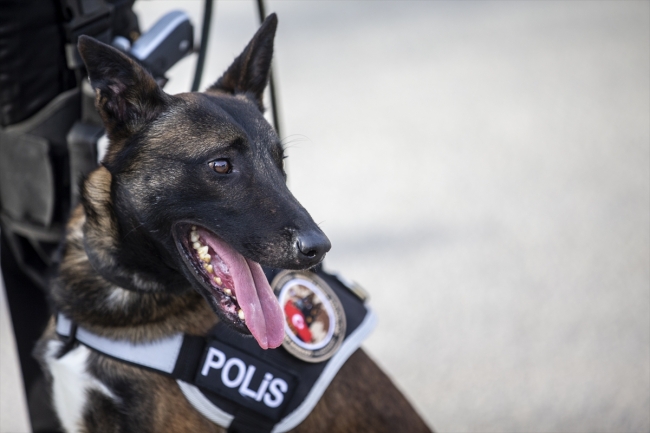 Polisin "sağ kolu" görev köpekleri