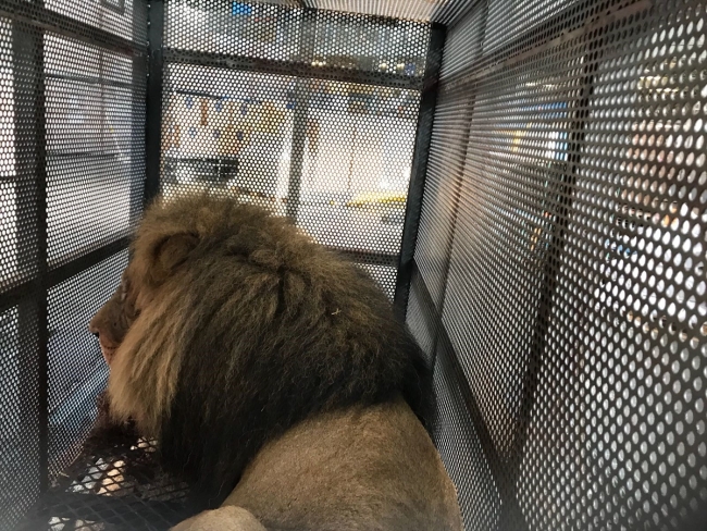 Turkish Cargo vahşi hayvanları Prag'dan İstanbul'a güvenle taşıdı