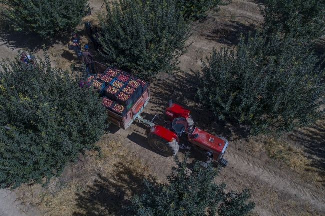 Yahyalı elması dalında satılıyor