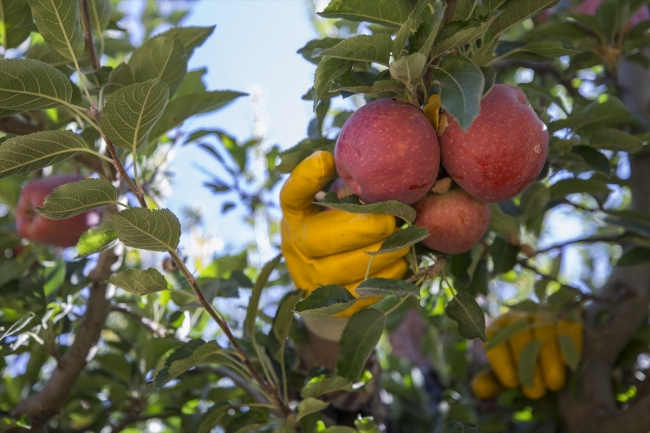 Yahyalı elması dalında satılıyor