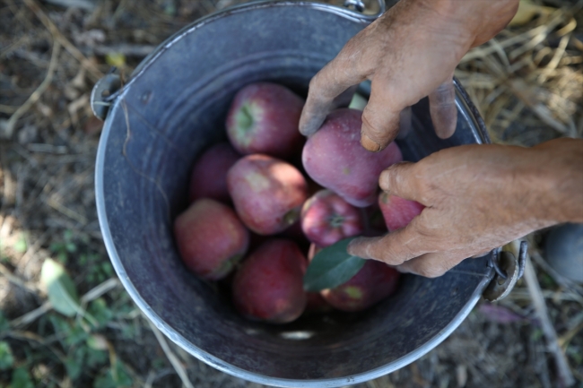 Yahyalı elması dalında satılıyor