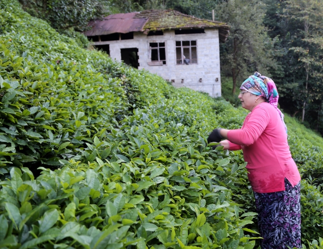 ÇAYKUR'un 2018 yılı yaş çay alımı rekorla tamamlandı