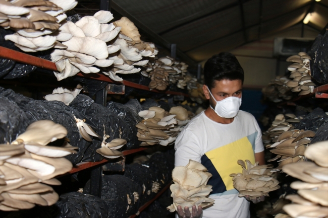 Genç girişimci kurduğu tesiste yılda 20 ton mantar üretiyor