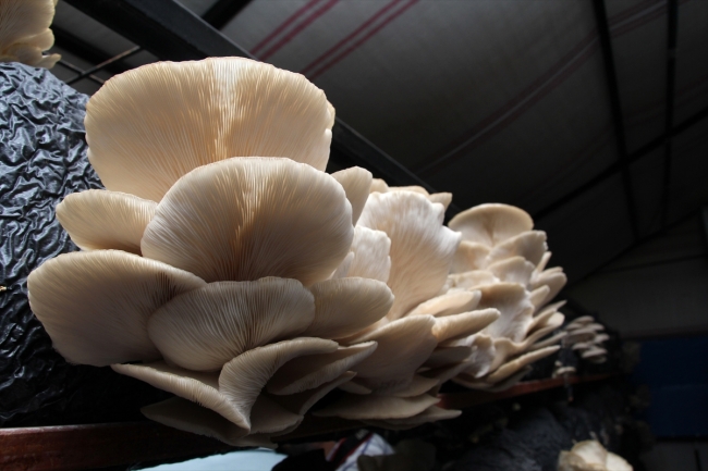 Genç girişimci kurduğu tesiste yılda 20 ton mantar üretiyor