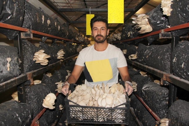 Genç girişimci kurduğu tesiste yılda 20 ton mantar üretiyor