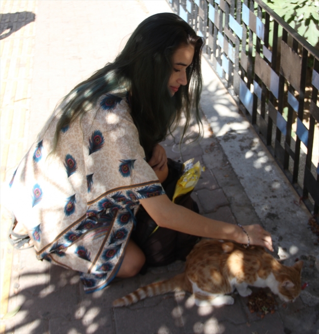 Gaziantep sokaklarının kedileri İtalyan Lucato'ya emanet