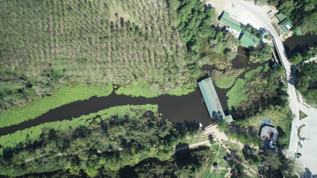 Yeşilin farklı tonlarını bir araya getiren Acarlar Longozu