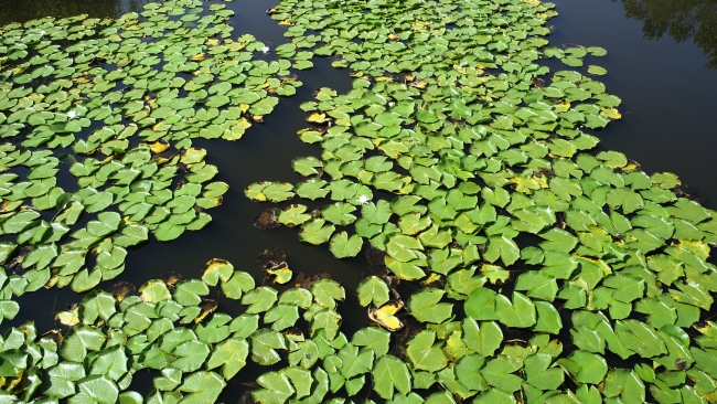 Yeşilin farklı tonlarını bir araya getiren Acarlar Longozu