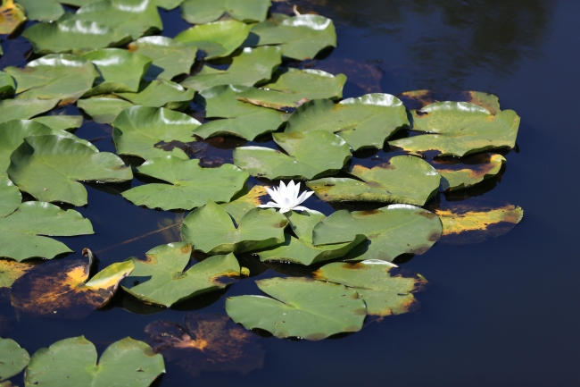 Yeşilin farklı tonlarını bir araya getiren Acarlar Longozu