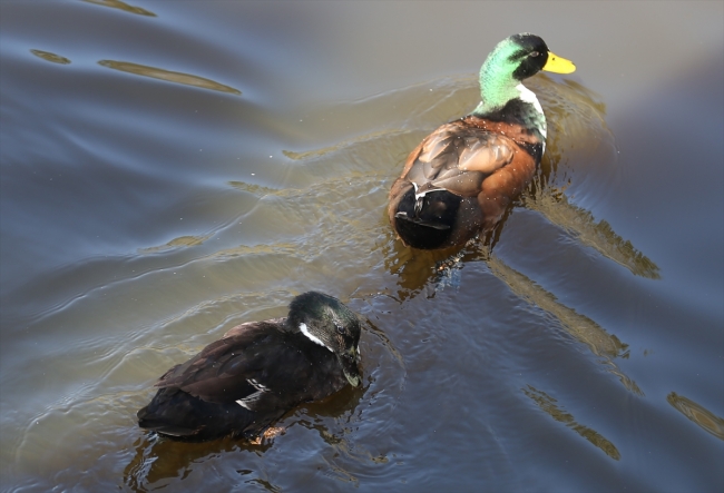 Yeşilin farklı tonlarını bir araya getiren Acarlar Longozu