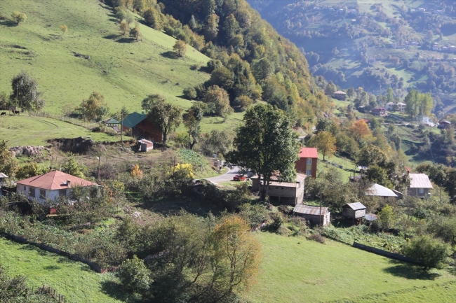 Giresun yaylalarında sonbahar