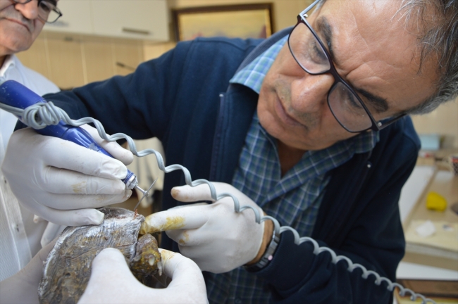 Kabuğu kırılan kaplumbağa diş dolgu malzemesi ile tedavi edildi