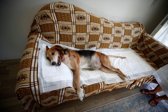 "Nazlı" adlı köpek vücudundaki 126 saçmayla yaşıyor