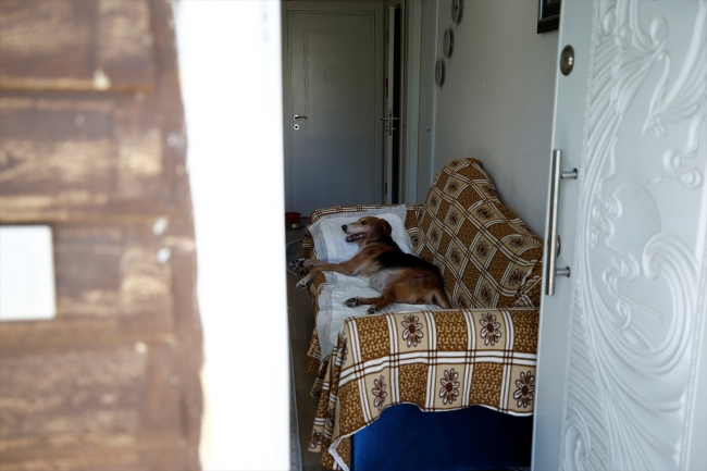 "Nazlı" adlı köpek vücudundaki 126 saçmayla yaşıyor