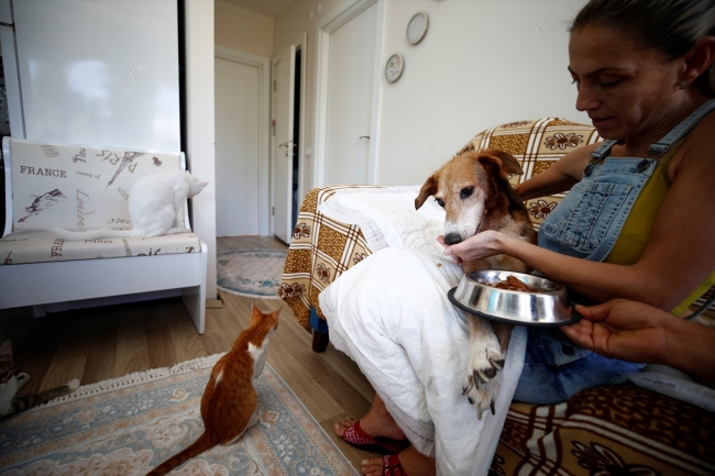 "Nazlı" adlı köpek vücudundaki 126 saçmayla yaşıyor