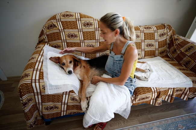 "Nazlı" adlı köpek vücudundaki 126 saçmayla yaşıyor