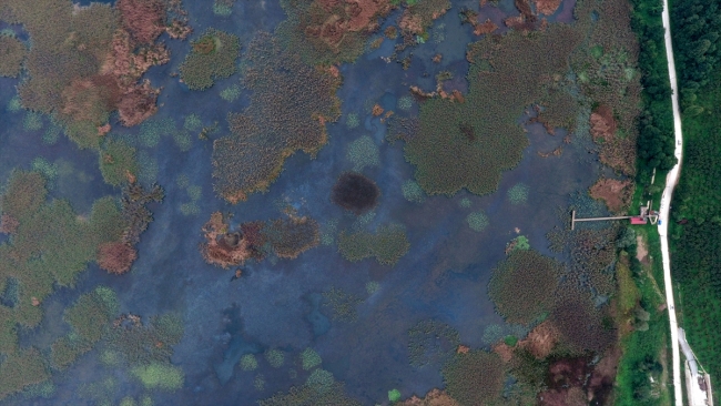 Efteni Gölü Kuş Cenneti yeni yüzüne kavuşuyor