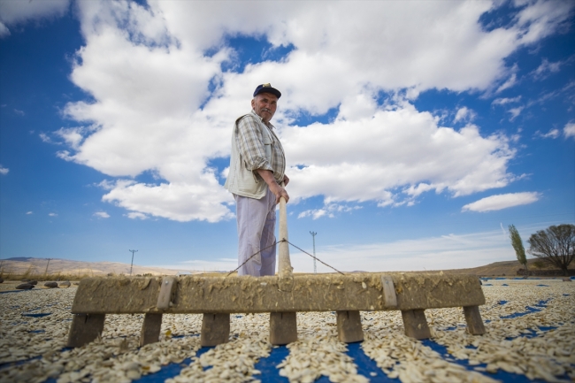 Lezzetini Erciyes Dağı'nın tüflü topraklarından alan tomarza kabak çekirdeği