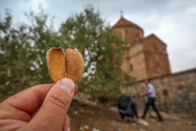 Akdamar Adası tatlı suya kavuşuyor