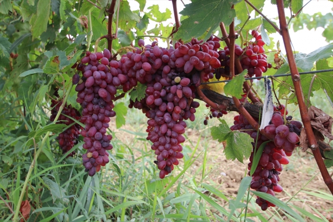 Tekirdağ'da pekmez kazanları kaynamaya başladı