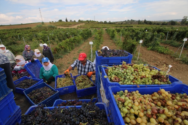 Tekirdağ'da pekmez kazanları kaynamaya başladı