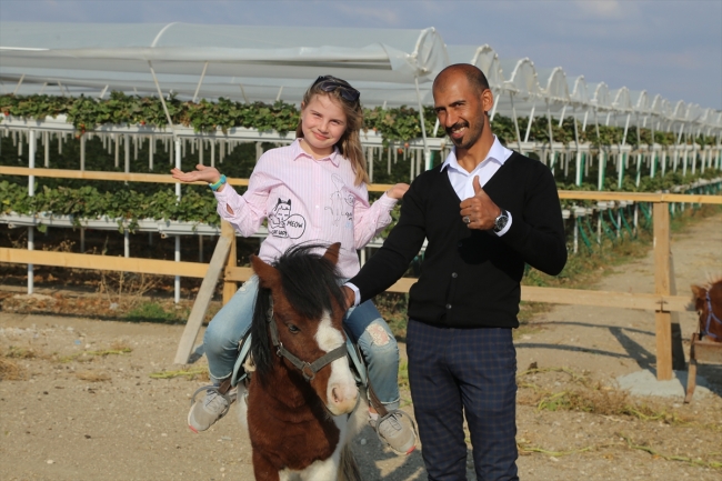 Girişimci çiftin kurduğu "Çilek Park"ta müşteri çileği dalından topluyor