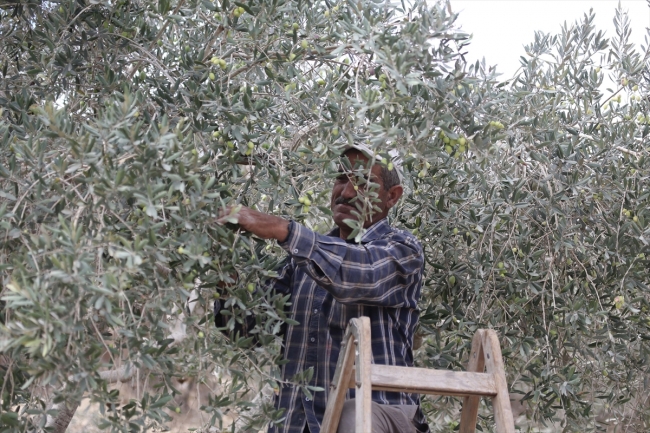 Batı Şeria’daki zeytin hasadında Yahudi yerleşimci korkusu