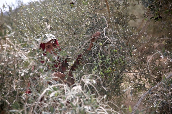 Batı Şeria’daki zeytin hasadında Yahudi yerleşimci korkusu