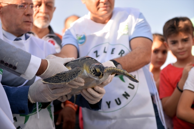 Mersin'de tedavi edilen deniz kaplumbağaları suyla buluştu