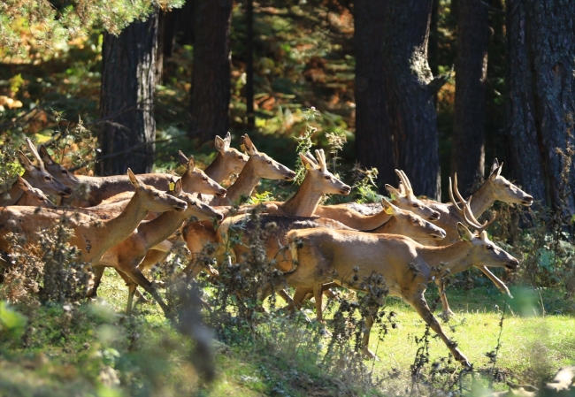 2 geyikle kuruldu, çok sayıda kızıl geyiği doğaya kazandırdı