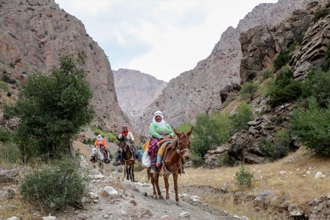 Berivanların katır sırtında yayla yolculuğu