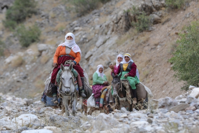 Berivanların katır sırtında yayla yolculuğu