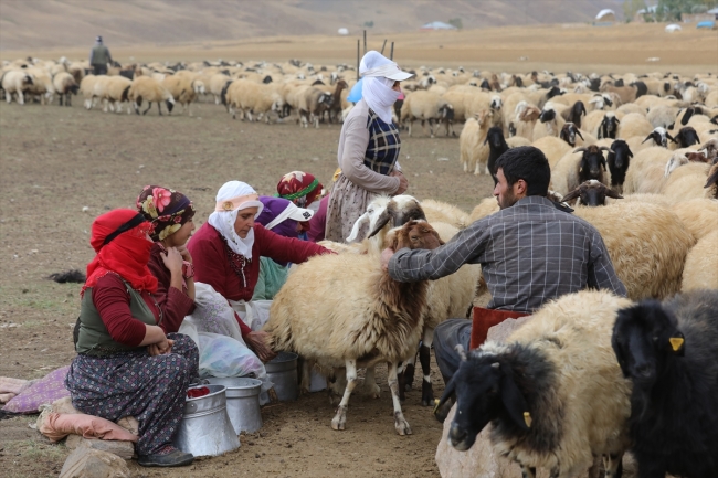 Berivanların katır sırtında yayla yolculuğu