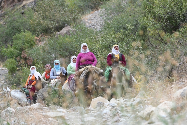 Berivanların katır sırtında yayla yolculuğu
