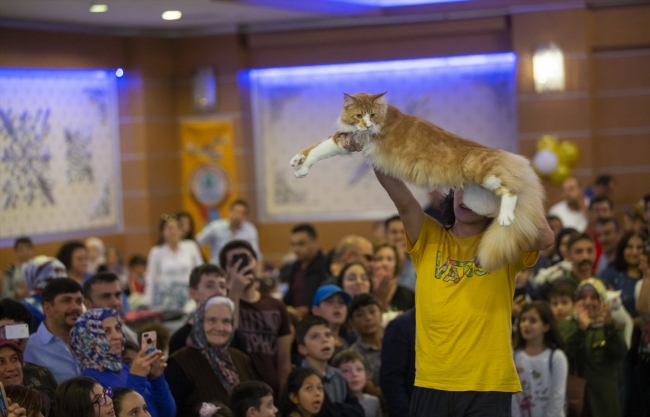 Ankara'da "Kedi Güzellik Festivali" düzenlendi