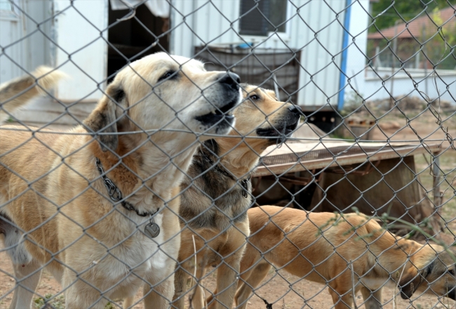 Emekli maaşının büyük bölümünü sokak köpekleri için harcıyor
