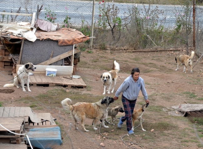 Emekli maaşının büyük bölümünü sokak köpekleri için harcıyor